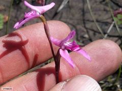 Disa inflexa