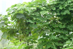 Angiospermae