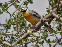 Emberiza poliopleura