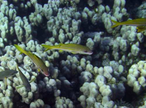 Yellowfin Goatfish — seen at this dive site