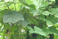 Angiospermae