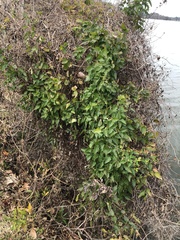 Cissus trifoliata