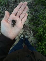Pachydactylus maculatus