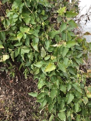 Cissus trifoliata