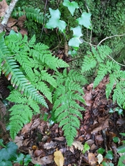 Dryopteris aemula
