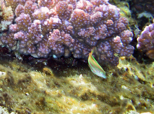 Klunzinger's Wrasse — seen at this dive site