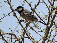 Melaniparus thruppi barakae