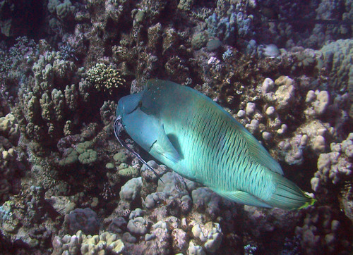 Napoleon Wrasse — seen at this dive site