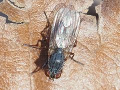 Lispocephala brachialis