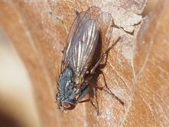 Lispocephala brachialis