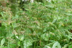 Poaceae