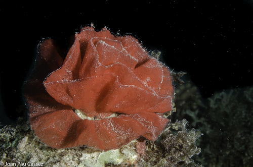 Spanish Dancer
