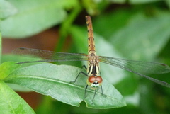 Sympetrum kunckeli