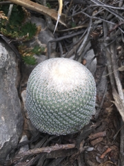 Epithelantha greggii