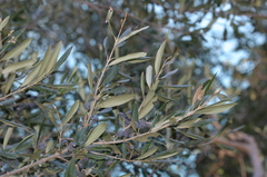 Olea europaea europaea