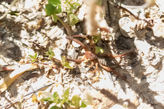 Gluvia dorsalis