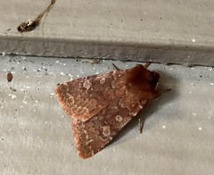 Cerastis tenebrifera