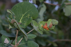 Lonicera implexa