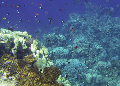 Pycnochromis dimidiatus
