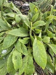 Borago officinalis