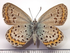 Plebejus subsolanus