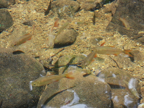 Panama tetra (Astyanax ruberrimus) — Characidae — 2