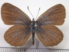 Plebejus subsolanus