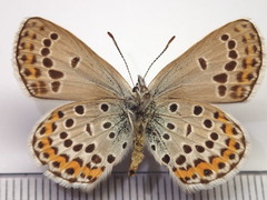 Plebejus subsolanus