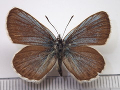 Plebejus subsolanus
