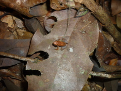 Allobates sumtuosus
