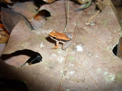 Allobates sumtuosus