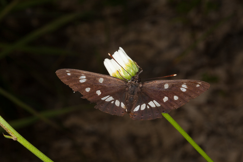 Southern White Admiral
