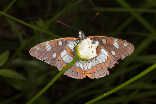 Southern White Admiral