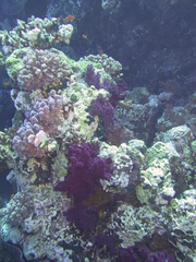 Dendronephthya hemprichi