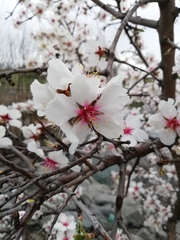 Prunus amygdalus