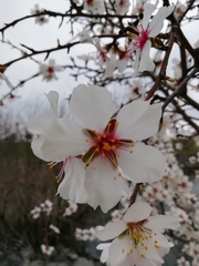 Prunus amygdalus