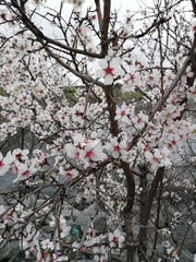 Prunus amygdalus