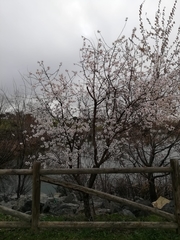Prunus amygdalus
