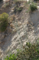 Ephedra fragilis