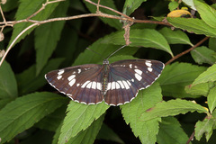 Neptis rivularis