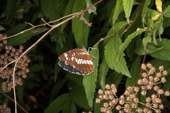 Neptis rivularis