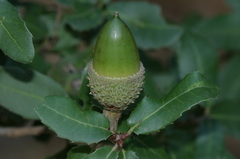 Quercus coccifera pseudococcifera
