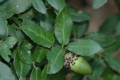 Quercus coccifera pseudococcifera
