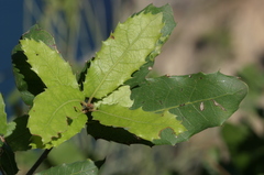 Quercus coccifera pseudococcifera