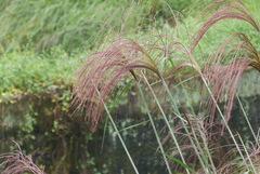 Poaceae
