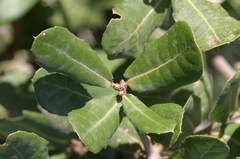 Quercus coccifera pseudococcifera
