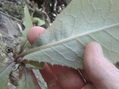 Brachyglottis hectorii