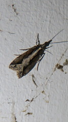 Eudonia steropaea