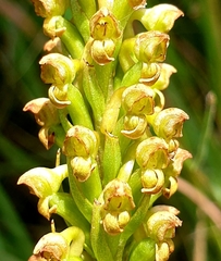 Brownleea parviflora