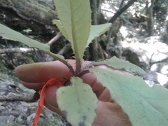 Brachyglottis hectorii